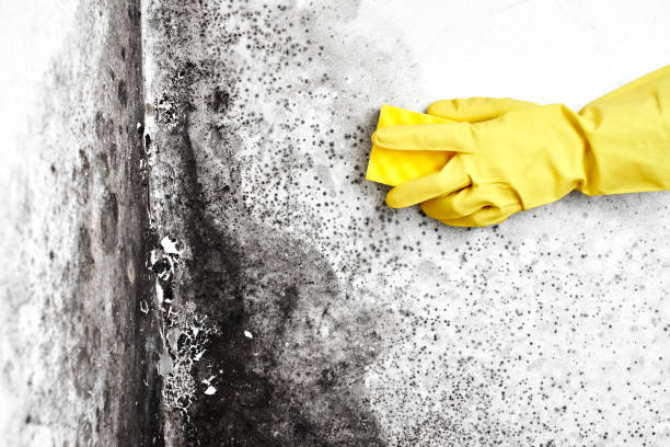 Best Environmental Consulting for Mold Prevention  in Fishersville, VA
