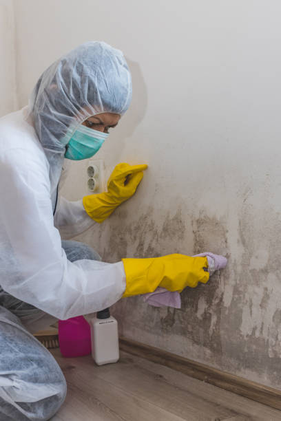 Best Basement Mold Removal  in Fishersville, VA